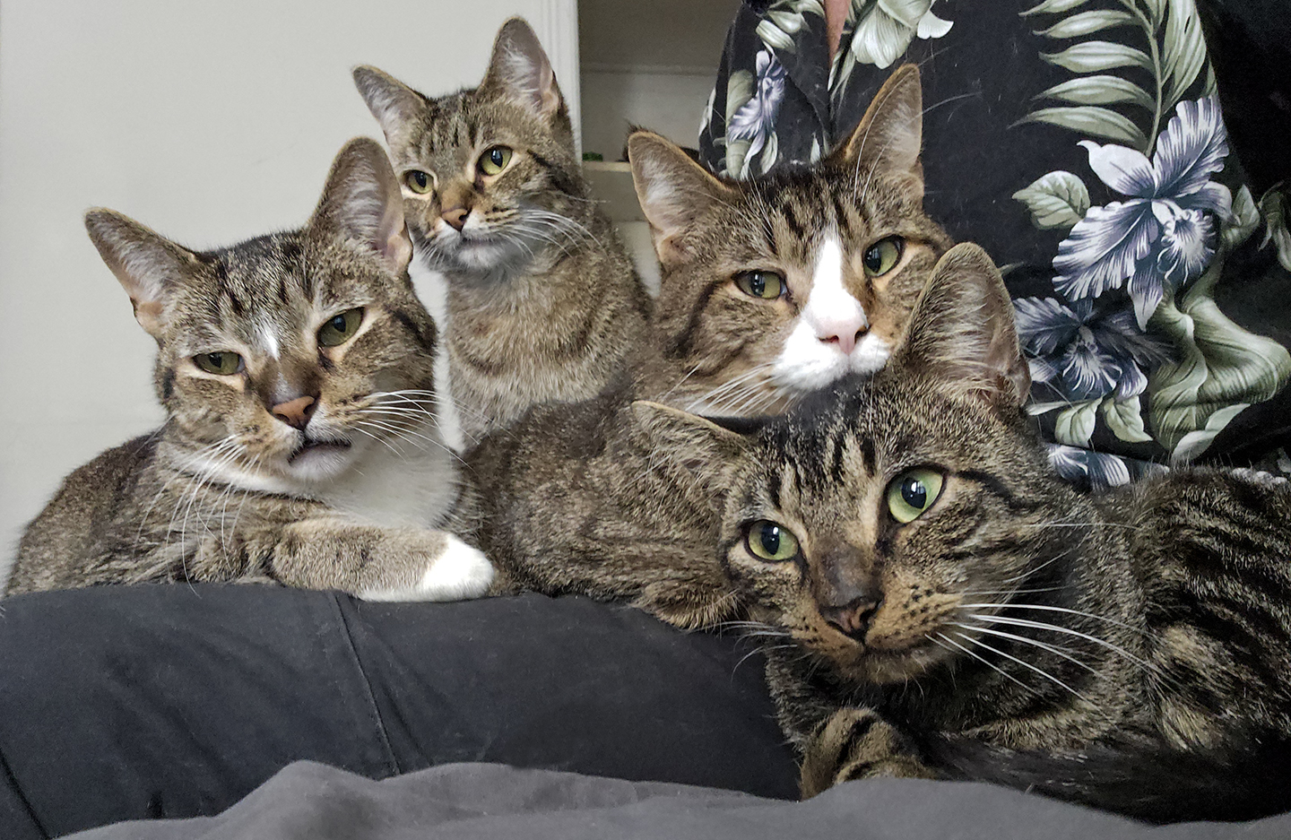 Top Cat Sanctuary cat photo